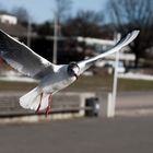 Gegen den Wind I