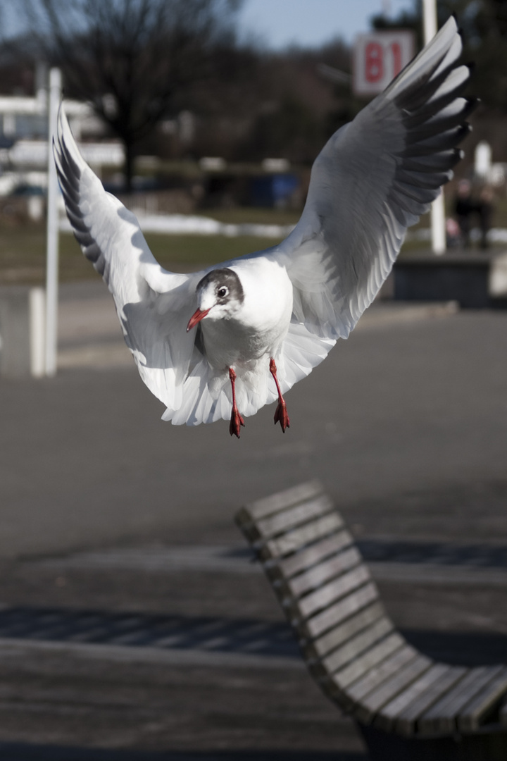 Gegen den Wind II