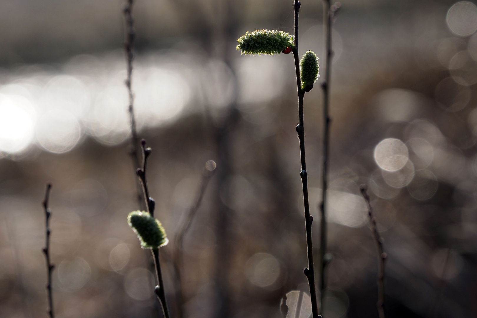 gegen die sonne