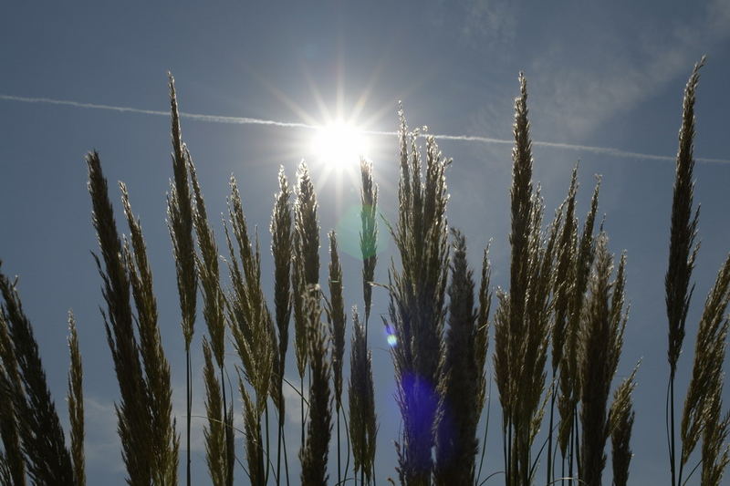 gegen die Sonne