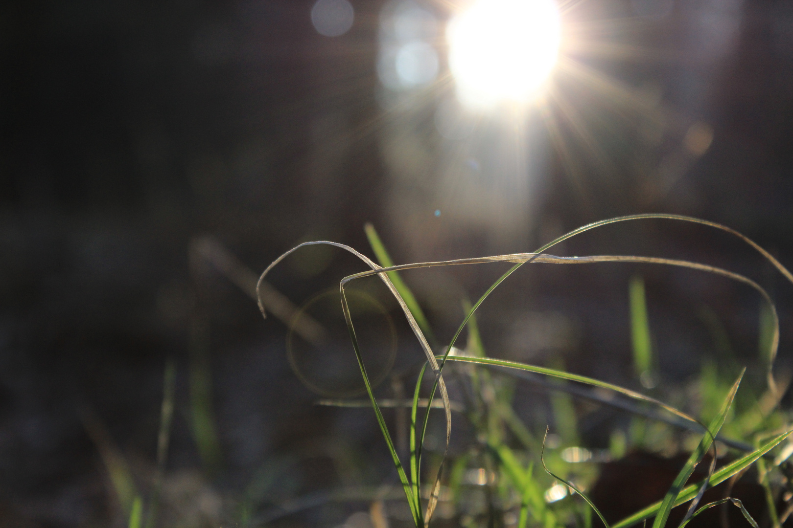 gegen die Sonne