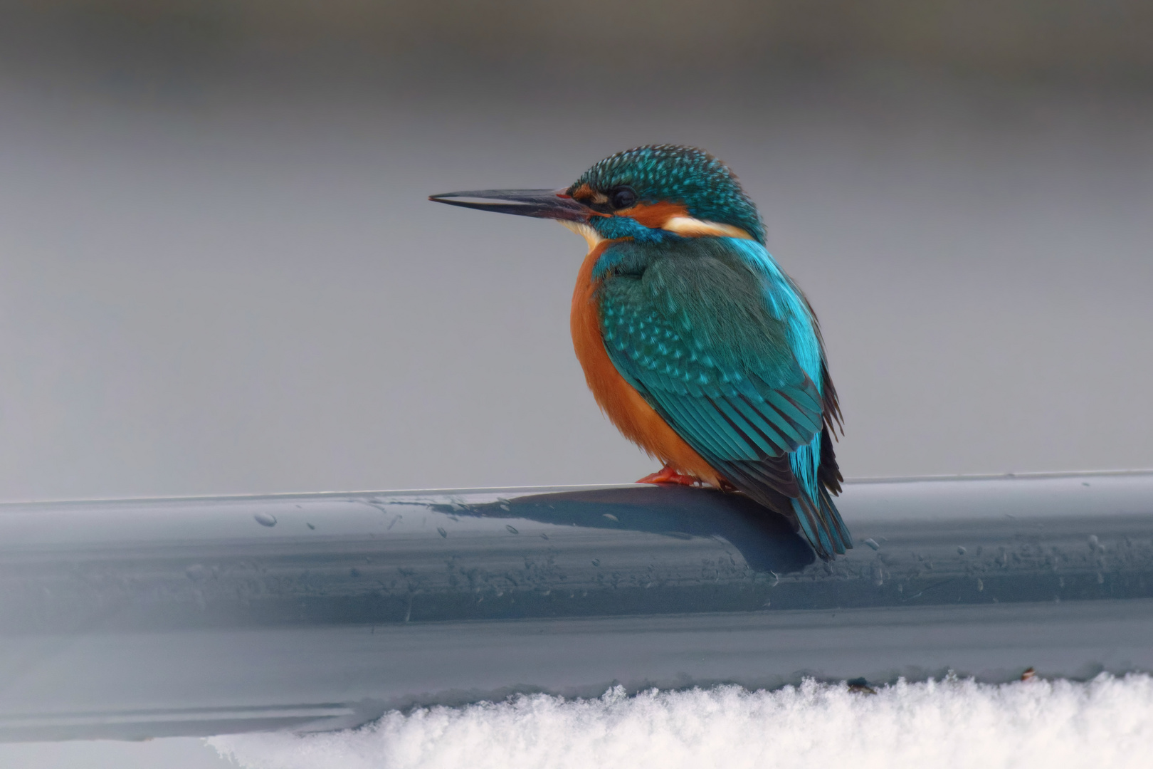 Gegen Farblosigkeit hilft ein Eisvogel (Alcedo atthis)