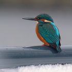 Gegen Farblosigkeit hilft ein Eisvogel (Alcedo atthis)