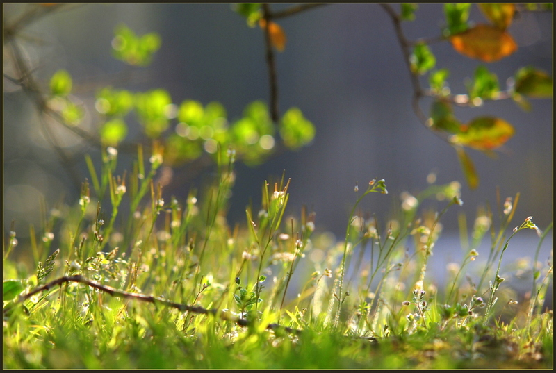 ge(ge)n Frühling ist (k)ein Kraut gewachsen :)