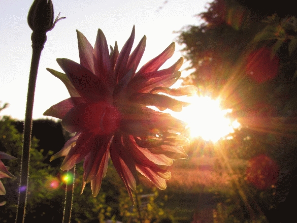 Gegen Licht