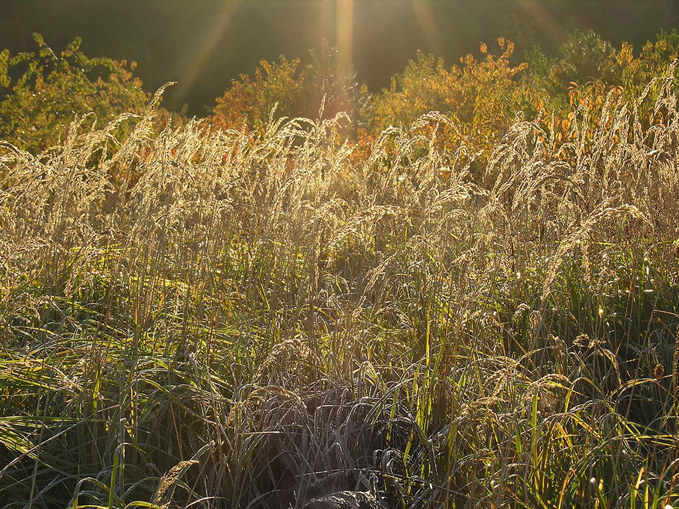 gegen Licht 