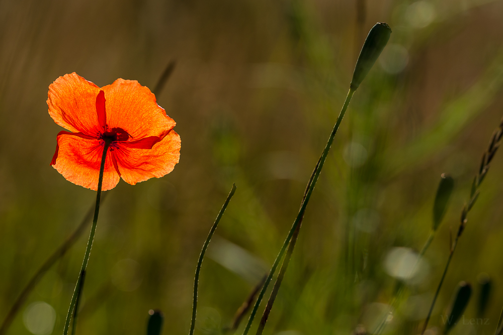 Gegen Licht