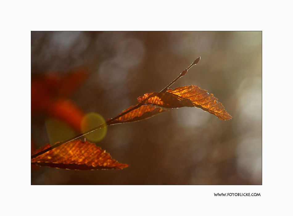 Gegen Licht