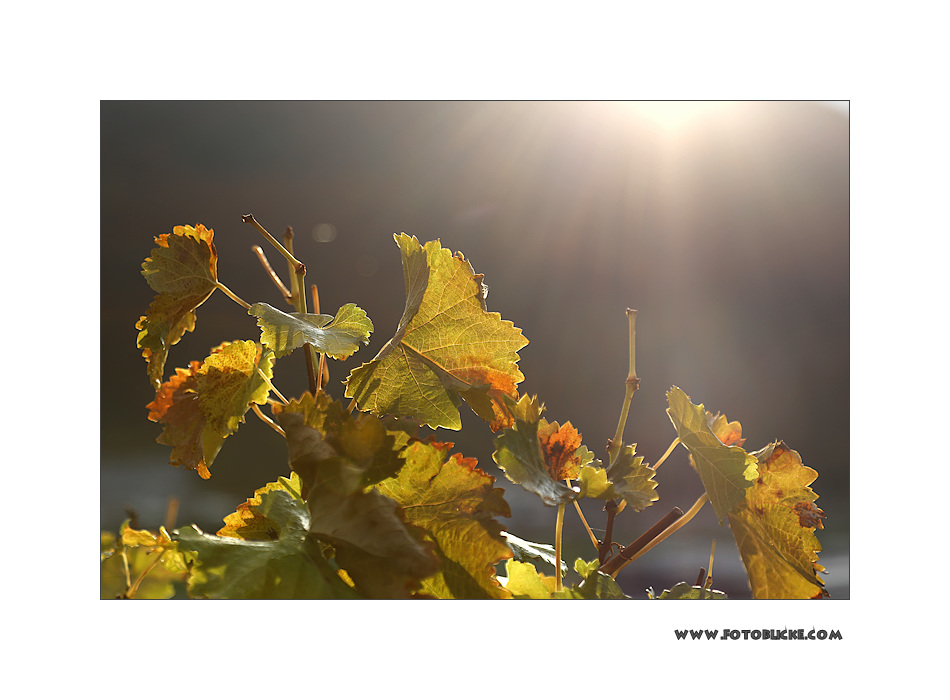 Gegen Licht