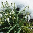 Gegen Schnee u. Eis gekämpft