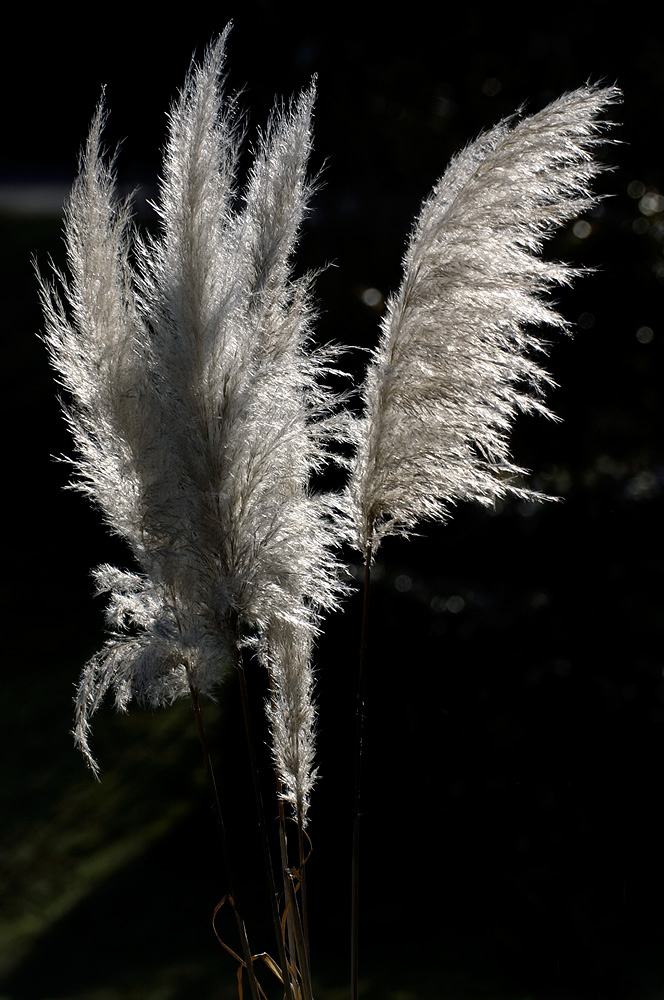 gegen sonne