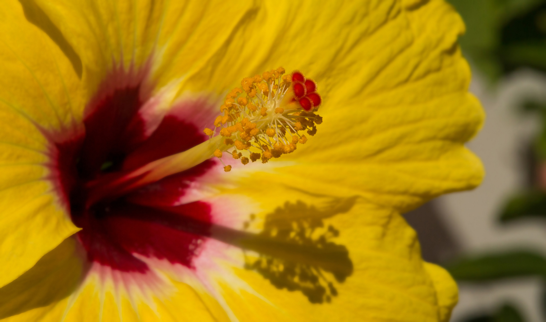 Gegen Tristesse: Hibiskus - nicht nur als Tee