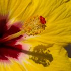 Gegen Tristesse: Hibiskus - nicht nur als Tee