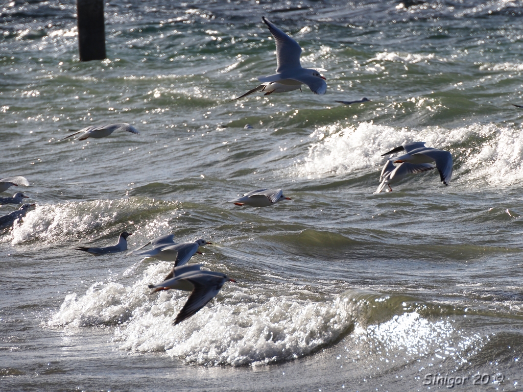 Gegen Wind