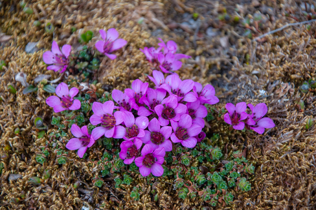 Gegenblättriger Steinbrech (Saxifraga oppositifolia)