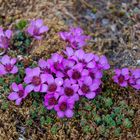 Gegenblättriger Steinbrech (Saxifraga oppositifolia)