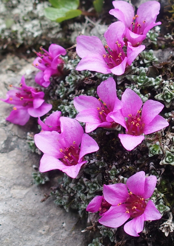 Gegenblättriger Steinbrech 'Saxifraga oppositifolia'