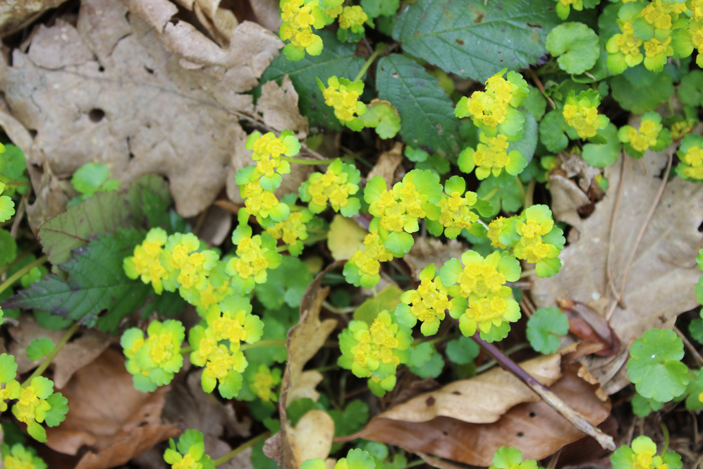 gegenblättriges Milzkraut- Chrysosplendium oppositfolium 