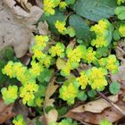 gegenblättriges Milzkraut- Chrysosplendium oppositfolium 