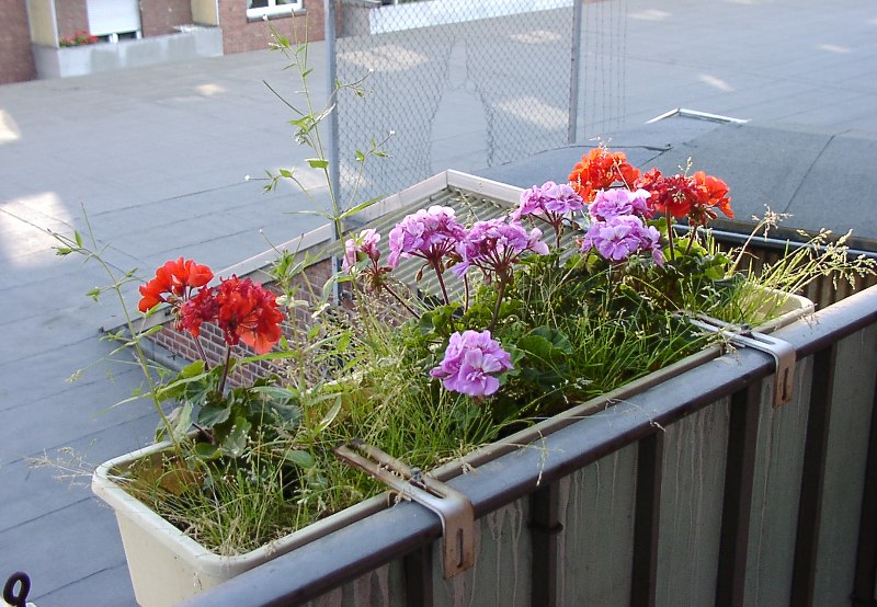 Gegendarstellung zu einem Bild von Carmen E. oder in Köln ist die Natur zäh...Teil 2