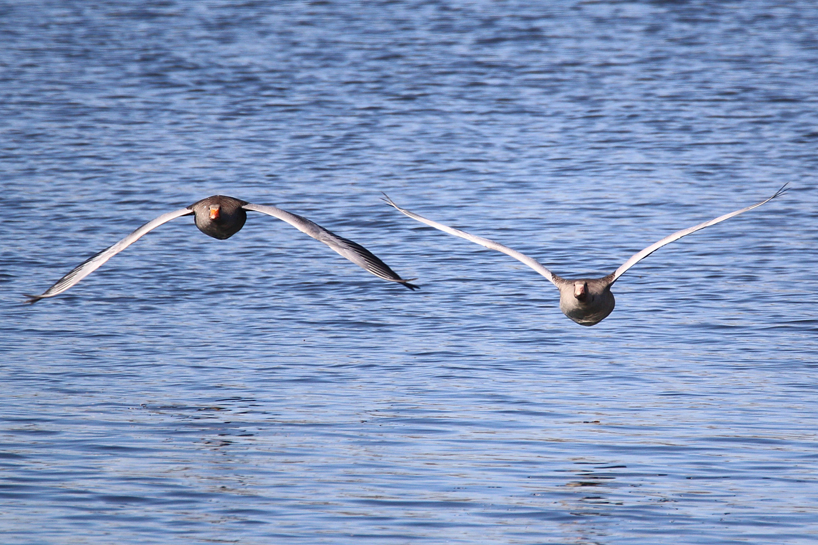 Gegenflug