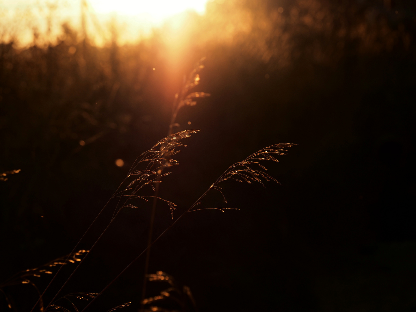 Gegenlich Sonnenuntergang