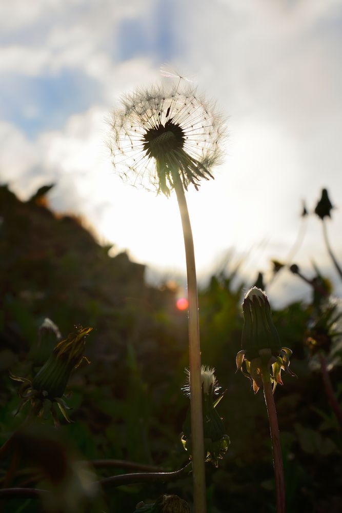 Gegenlicht