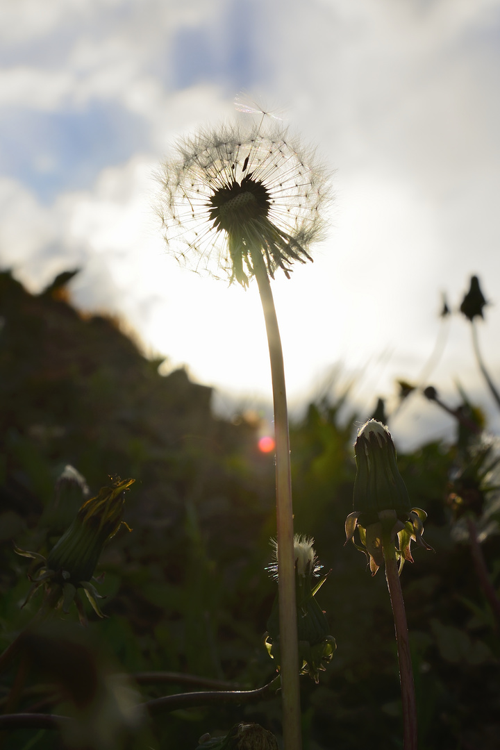 Gegenlicht