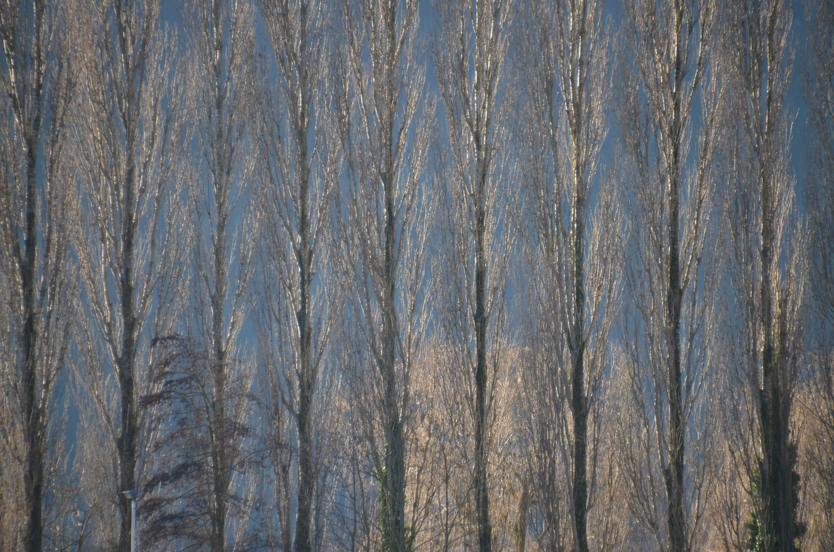 Gegenlicht