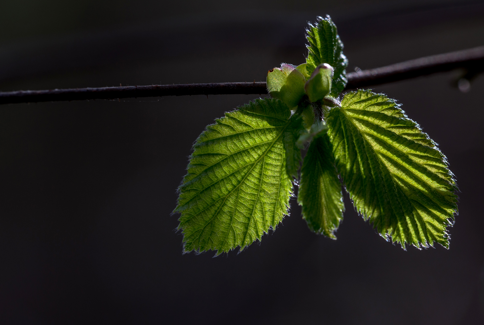 Gegenlicht