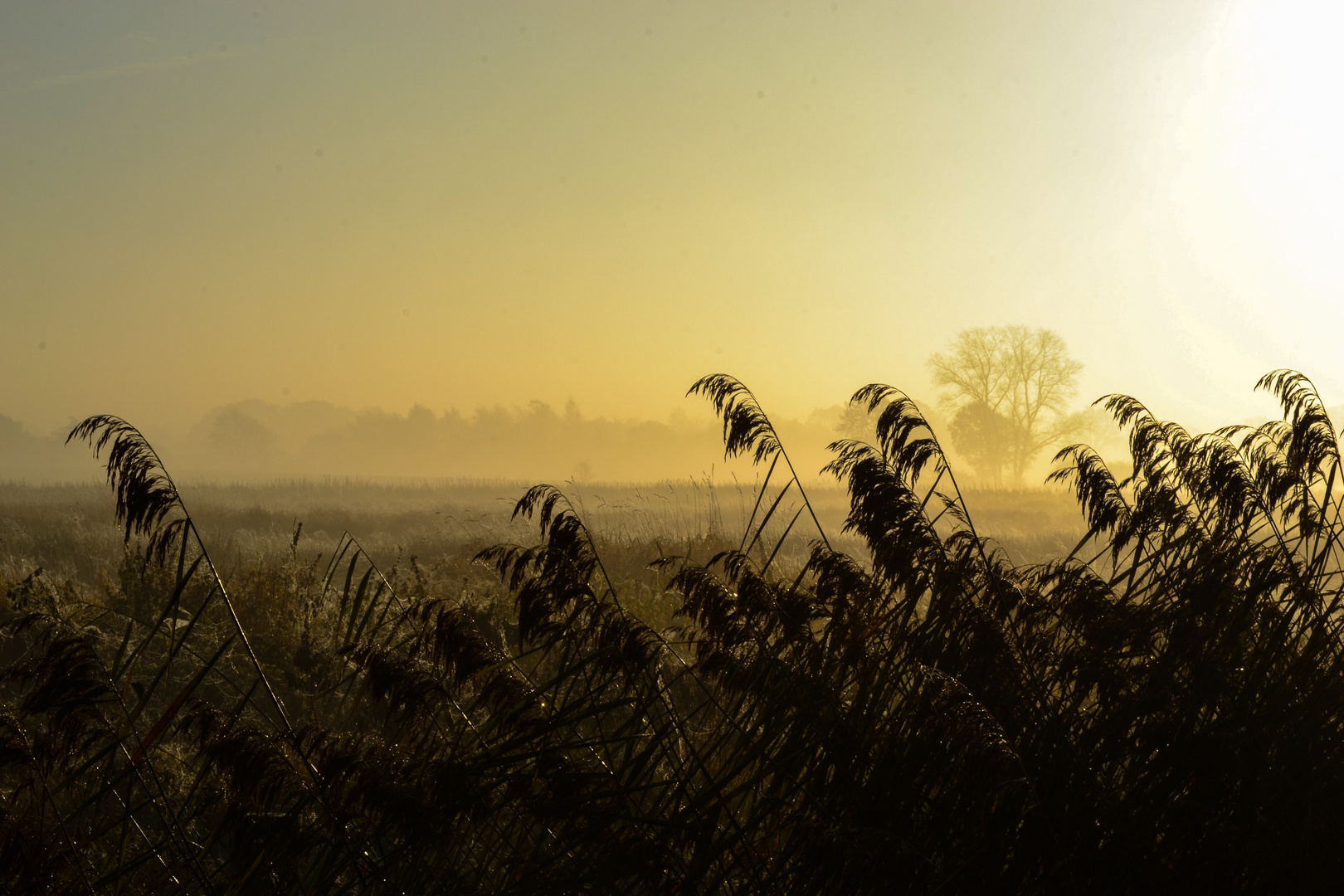 Gegenlicht