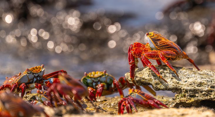 °°_Gegenlicht_°°