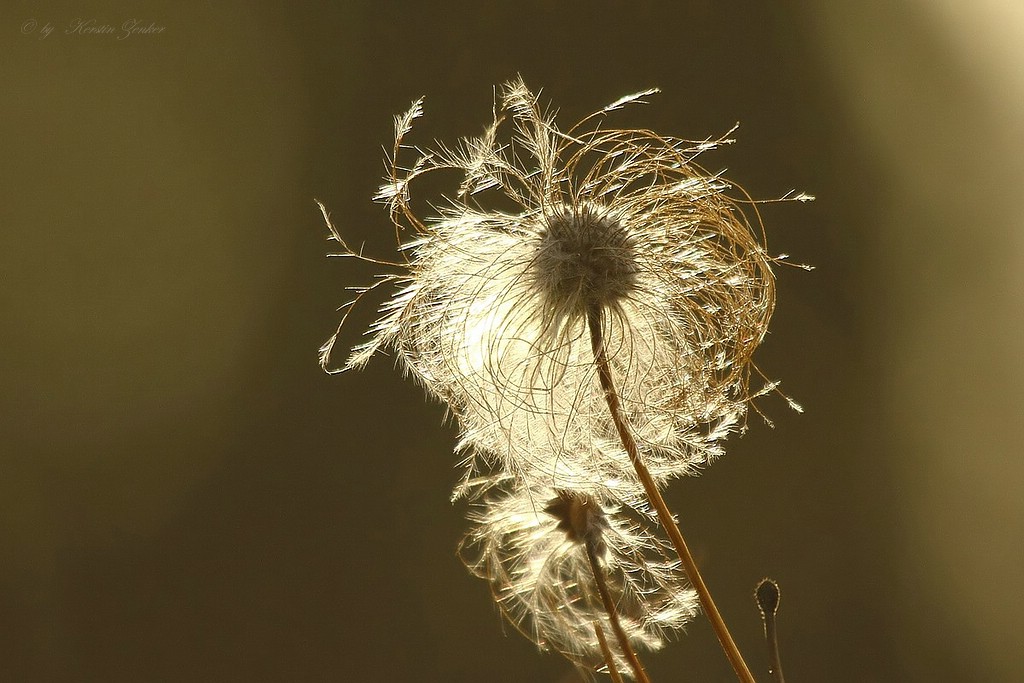 Gegenlicht