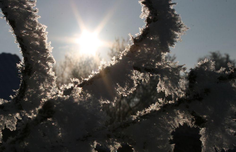 Gegenlicht von Flammenmeer 