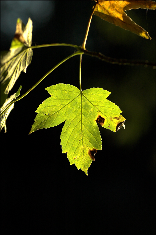 Gegenlicht