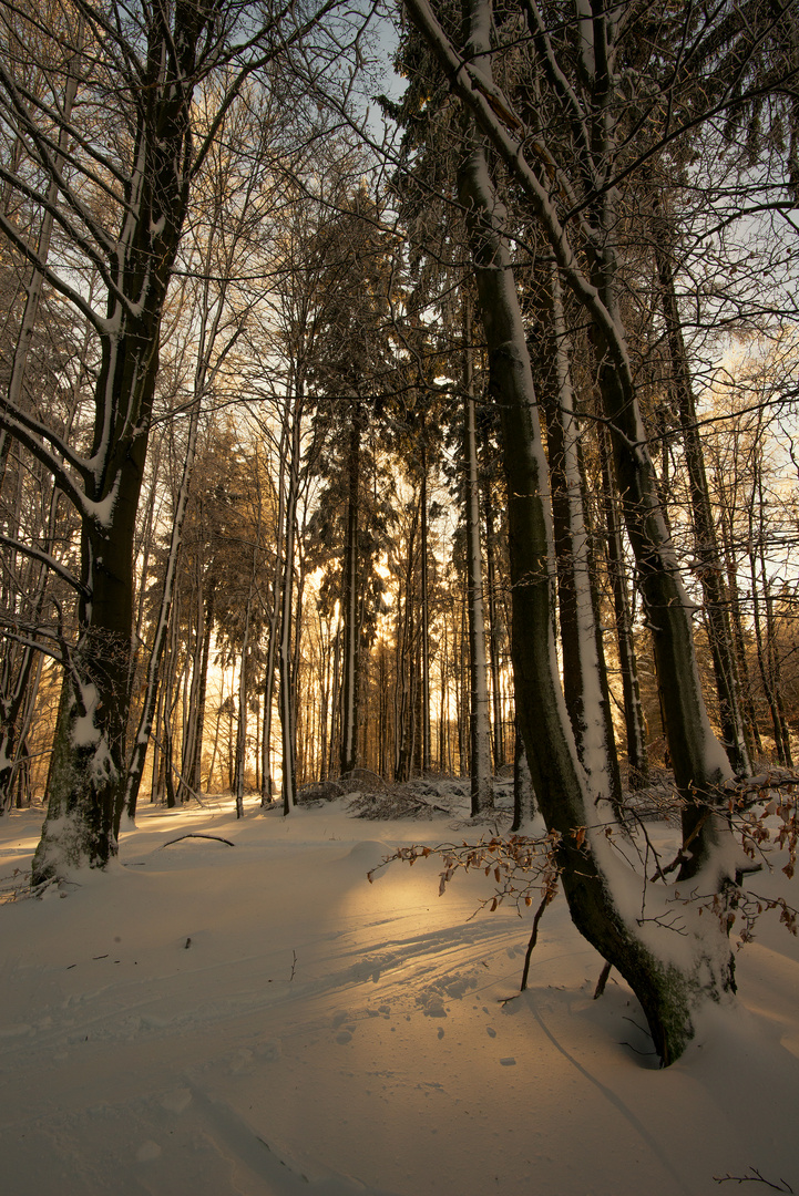 Gegen.Licht