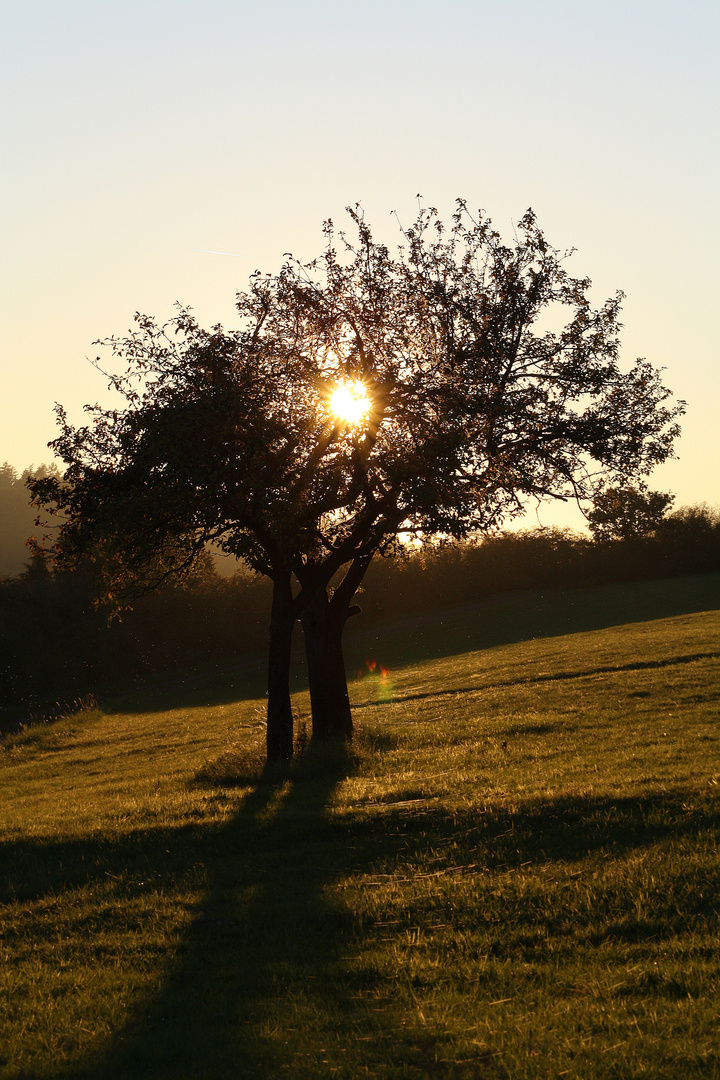 Gegenlicht