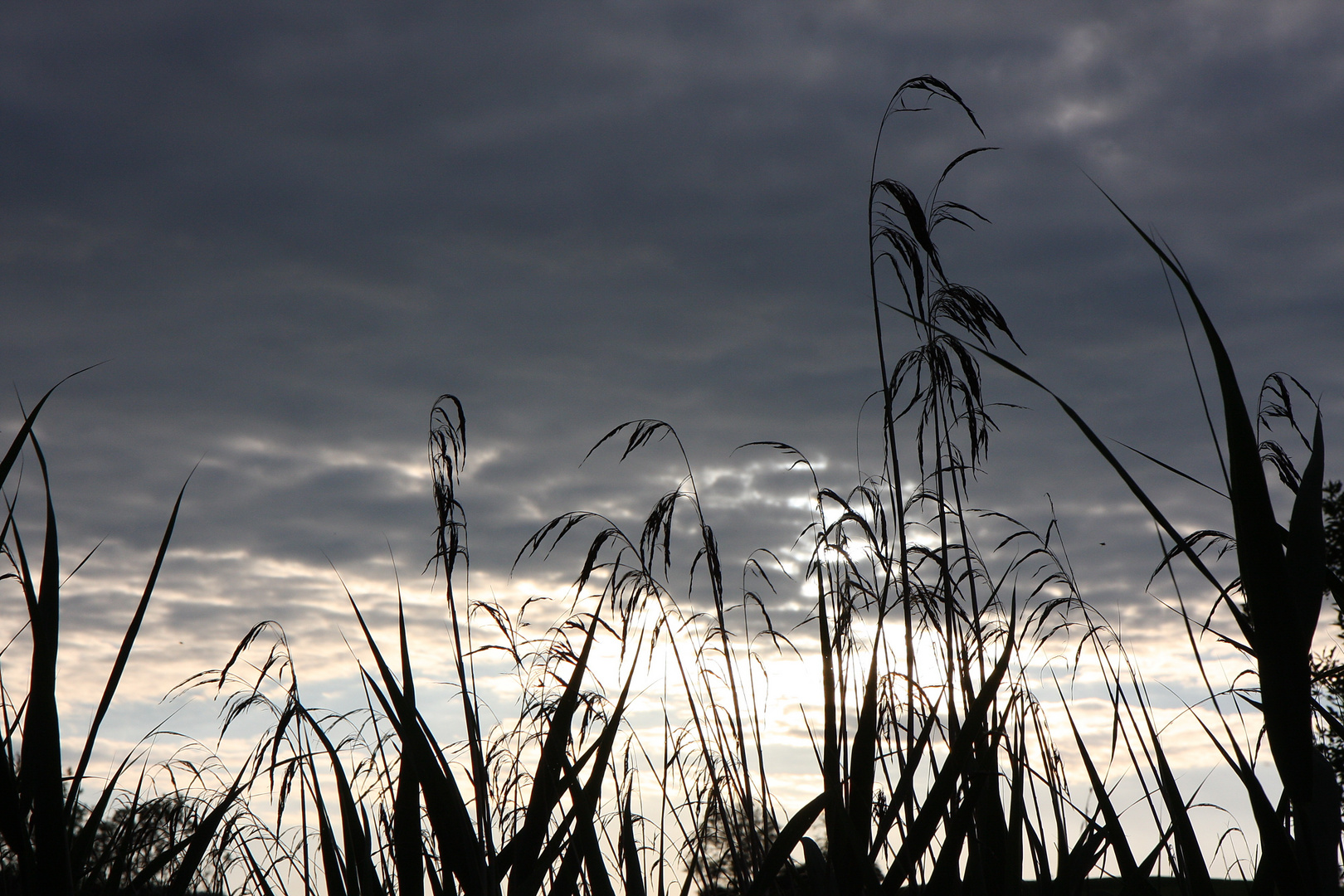 Gegenlicht