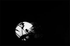 Gegenlicht