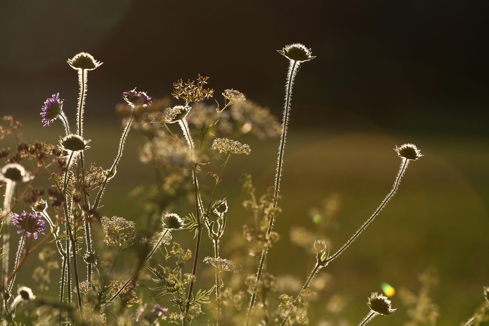 Gegen.Licht