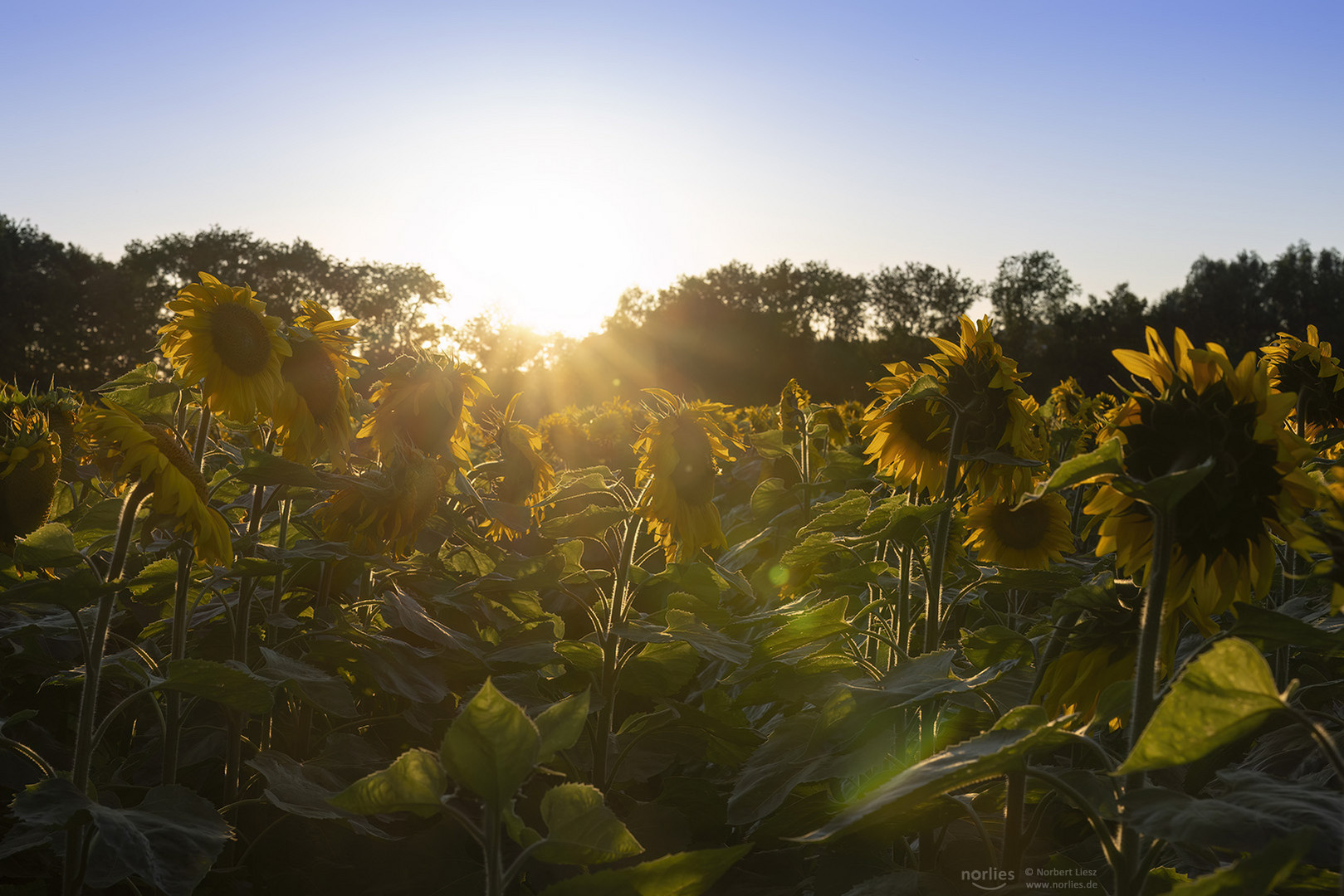 Gegenlicht am Sonnenblumenfeld