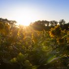 Gegenlicht am Sonnenblumenfeld