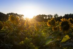 Gegenlicht am Sonnenblumenfeld