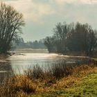 Gegenlicht an der Elbinsel bei Pillnitz