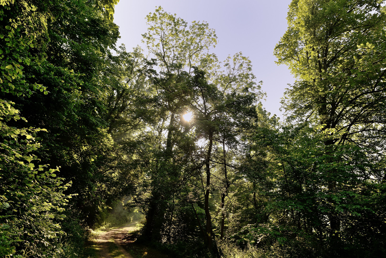 Gegenlicht auf der Alten Weiler Steige