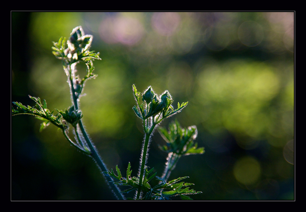 Gegenlicht