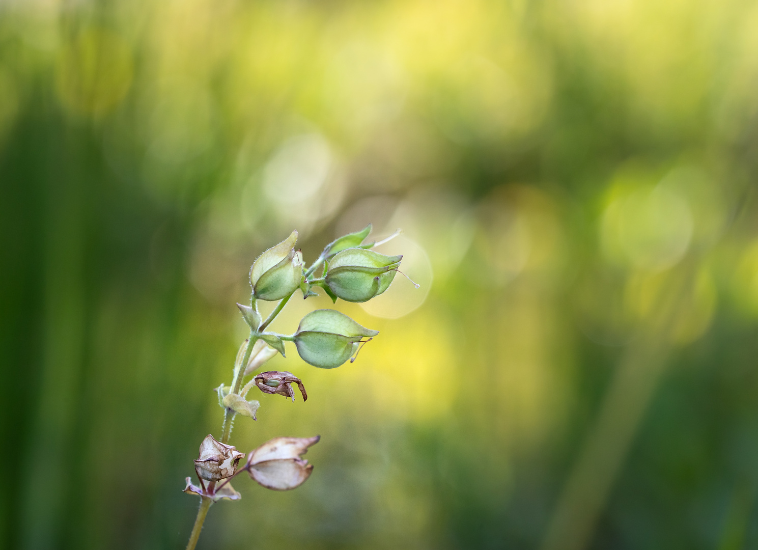 Gegenlicht-Bokeh