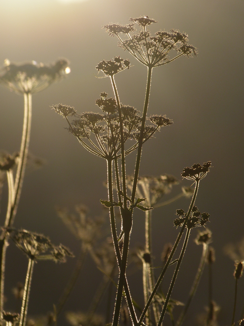 Gegenlicht