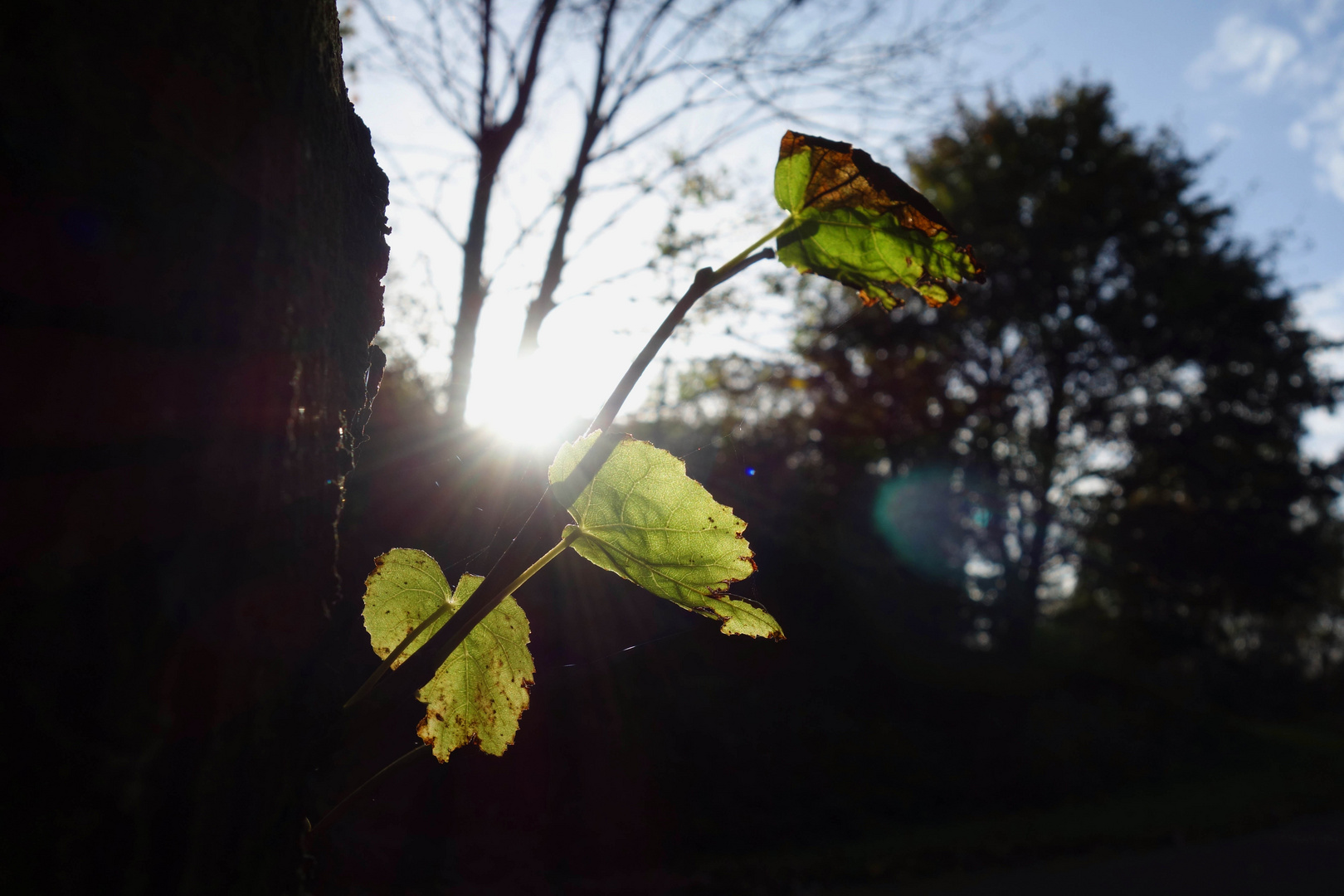 Gegenlicht