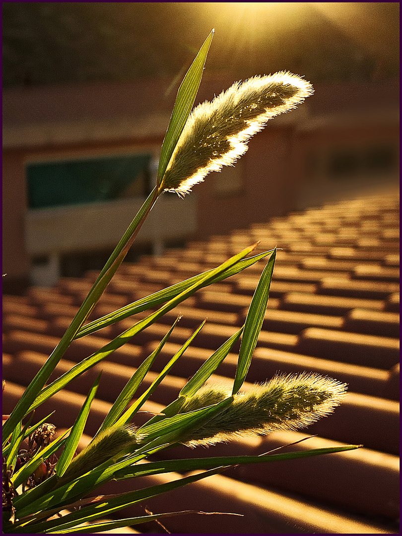 Gegenlicht  /  controluce  (1)